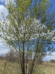 Populus nigra