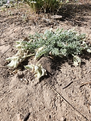 Astragalus leucolobus