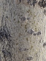 Populus nigra