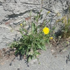 Crepis foetida