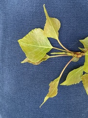 Populus nigra