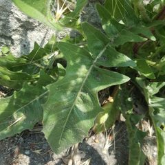 Crepis foetida