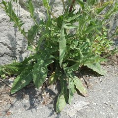 Crepis foetida