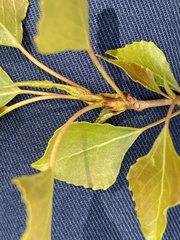 Populus nigra