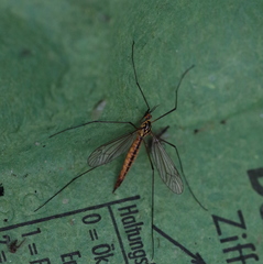 Nephrotoma submaculosa