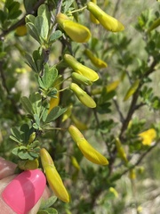 Caragana frutex