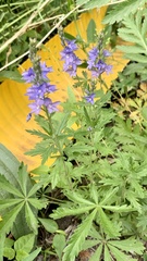 Veronica austriaca dentata