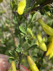 Caragana frutex