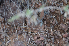 Aspidoscelis xanthonotus