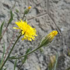 Crepis foetida