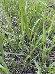 Falcaria vulgaris