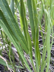 Falcaria vulgaris
