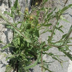 Crepis foetida