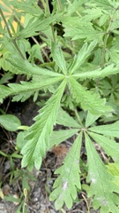 Veronica austriaca dentata