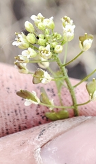Capsella orientalis