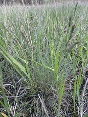Festuca valesiaca