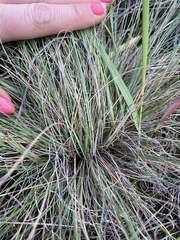 Festuca valesiaca