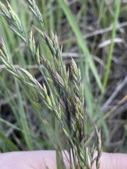 Festuca valesiaca