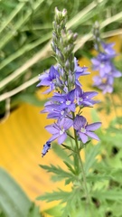 Veronica austriaca dentata