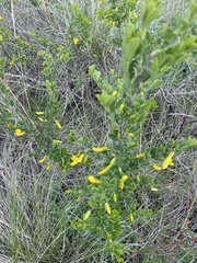 Caragana frutex