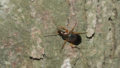 Chlaenius aestivus