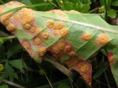 Puccinia dioicae silvatica
