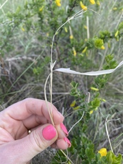 Stipa capillata
