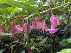 Drymonia conchocalyx