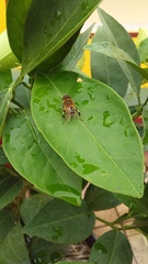 Palpada mexicana