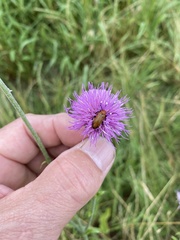 Nemognatha piazata