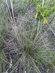 Stipa capillata