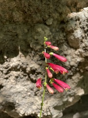 Penstemon barbatus