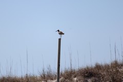Tringa semipalmata semipalmata