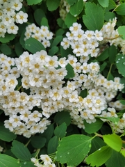Spiraea
