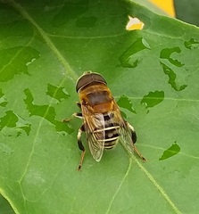 Palpada mexicana