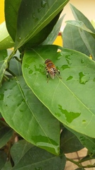 Palpada mexicana