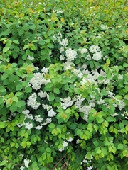 Spiraea