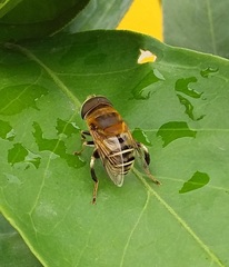 Palpada mexicana