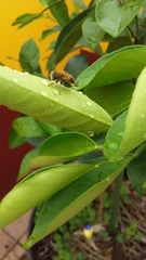 Palpada mexicana