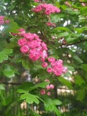 Crataegus × media