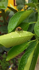 Palpada mexicana