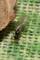 Aclista