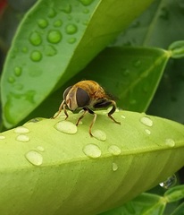 Palpada mexicana