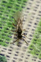 Aclista
