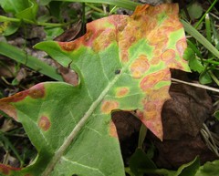 Puccinia dioicae silvatica
