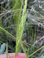 Festuca