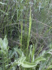 Festuca