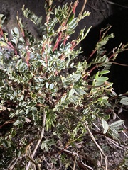 Astragalus pattersonii