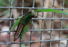 Methiolopsis geniculata