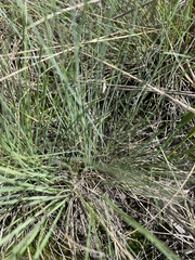 Festuca
